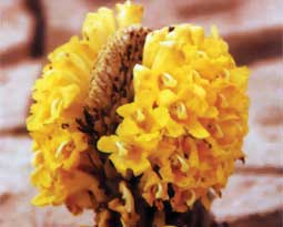 Ecological Safari Image